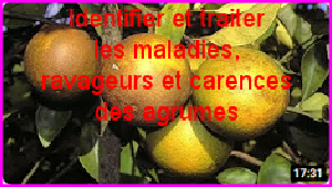Identifier et traiter les maladies,ravageurs et carences des agrumes